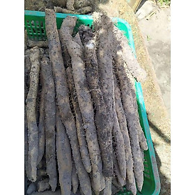 Mua Củ khoai mài tươi