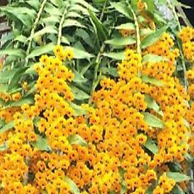 Mua 1 bó phong lan phi điệp vàng rừng tây Bắc hàng hoa đẹp loài lan đẹp rực rỡ