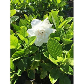 Mua Bạch thiên hương hoa cực kỳ thơm hoa kép