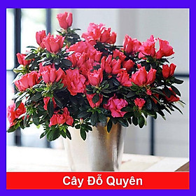 Mua Cây hoa đỗ quyên (qua tết nên không hoa) - Cây cảnh để bàn + tặng phân bón cho cây