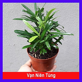 Cây Tùng La Hán - Vạn Niên Tùng - cây cảnh để bàn