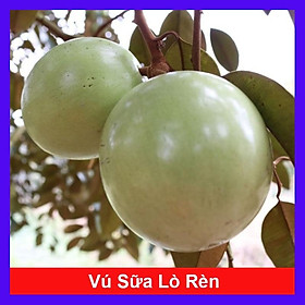 Mua Cây vú sữa lò rèn - cây ăn quả + tặng phân bón