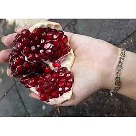Mua Lựu Đỏ Lùn cam kết chất lượng