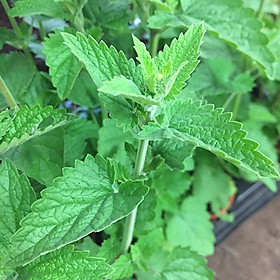Mua Hạt giống cây Bạc hà mèo Catnip VTP160