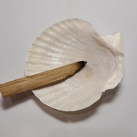 Vỏ Đĩa Ốc Xà Cừ Xanh - Hồng dùng đốt xô thơm - Palo santo các size lớn nhỏ