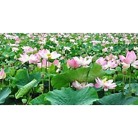 Mua củ sen cung đình giống
