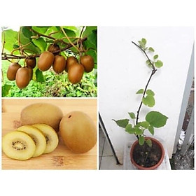 Mua cây kiwi ra quả siêu sớm (ảnh thật số 2)
