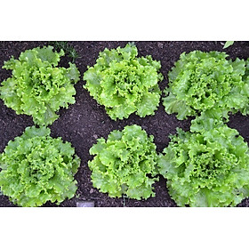 Hạt Giống Xà Lách Chịu Nhiệt - Nảy Mầm Cực Chuẩn