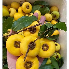 CÂY GIỐNG CÂY THỊ THƠM CÔ TẤM
