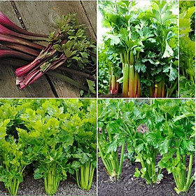 Combo 2 Gói Hạt Giống Rau Cần Tây