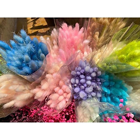 Loại đẹp 30 bông hoa khô CỎ ĐUÔI THỎ Lagurus Bunny Tails nhiều màu decor trang trí nhà cửa, đạo cụ chụp ảnh