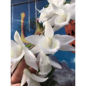 Combo 2 chậu hoa phong lan- phi điệp trắng gieo hạt , cây cực đẹp