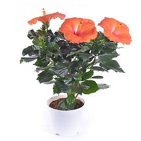 Hoa Râm Bụt Cam Mẫu 1