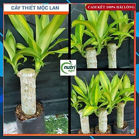 Cây Phong Thủy - Cây Thiết Mộc Lan Trồng Chậu Giống Bến Tre SAMSON GARDEN