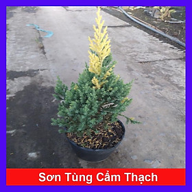 Mua Cây Sơn Tùng Cẩm Thạch - cây cảnh để bàn + tặng phân bón cho cây