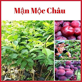 Cây mận Mộc Châu cao 60-90 cm cho quả to giòn ngon rất dễ trồng