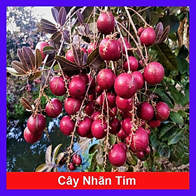 Mua Cây Nhãn Tím - cây ăn quả + tặng phân bón cho cây mau lớn