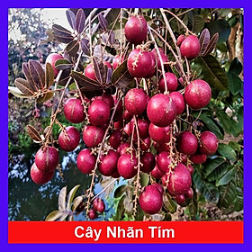 Cây Nhãn Tím - cây ăn quả + tặng phân bón cho cây