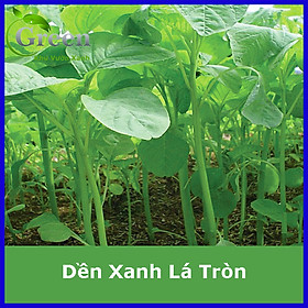 Mua Hạt Giống Rau Dền Xanh Lá Tròn