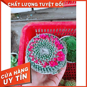 Xương rồng bánh sinh nhật đại kèm chậu sứ Nhiều Người Mua