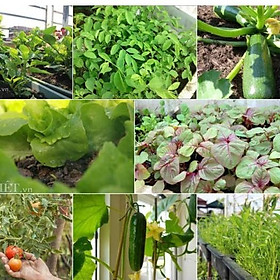 Mua 10 loại rau quả dễ trồng nhất và nhanh thu hoạch