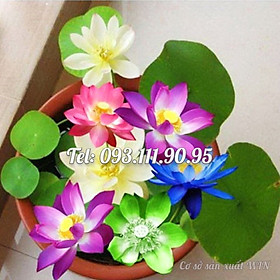 Hạt giống hoa sen 7 màu mini - Hạt giống hoa sen ngũ sắc mini ra hoa quanh năm – Bịch 10 hạt – Mã số 1394