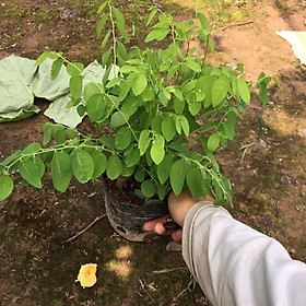 Cây rau ngót cao 20-25cm trồng trong bịch đen nhiều ngọn xum xuê