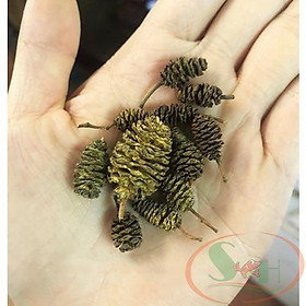 Trái thông Alder Cones (Erlenzapfen Cone) quả khô bổ sung fulvic humic nước đen tự nhiên bể cá tép cảnh