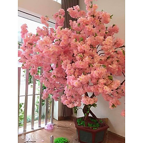 Mua HOA ANH ĐÀO GIẢ