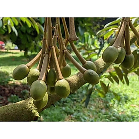 Mua cây giống sầu riêng ruột đỏ siêu sớm (malaysia)