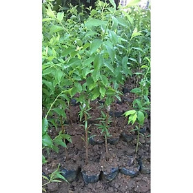 Mua Cây giống mận tam hoa