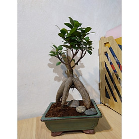 Cây si mini - bonsai nghệ thuật (bao gồm chậu sứ rêu giả cổ 4 chân đẹp)