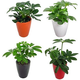 CÂY NGŨ GIA BÌ CHÂN CHIM LÁ XANH - cây giống ươm bầu