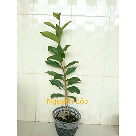 Mua Cây giống hoa mai xanh thái + Tặng (0 3kg) phân hữu cơ cao cấp