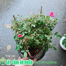Mua Hoa Hồng Tiểu Muội