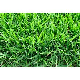 Sản Phẩm Hỗ Trợ Diệt Cỏ Trong Đất Trước Khi Trồng Cây