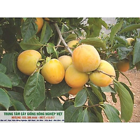 Cây Giống Hồng Không Hạt Bảo Lâm Qủa To Giòn