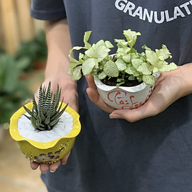 Bộ 2 Cây Mini Để Bàn - 10x10x10 Cm - Cây Cẩm Nhung, Sen Đá Móng Rồng & Chậu Trồng Cây Gốm Sứ Bát Tràng - Dáng Bán Cầu
