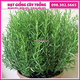 Hạt giống hương thảo chất lượng cao - gói 20 hạt -hạt giống chất lượng , nảy mầm tốt