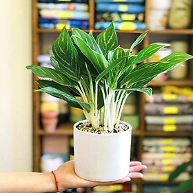 Mua CÂY BẠCH MÃ HOÀNG TỬ (CÂY PHONG THỦY)