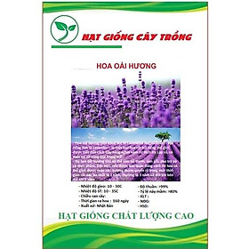 Hạt Giống Hoa Oải Hương tím ( Lavender) CT198 - Gói 50 hạt