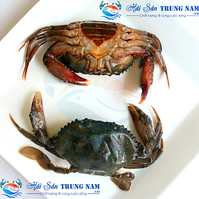 Cua Cốm Cua Sữa Lột Túi 1KG