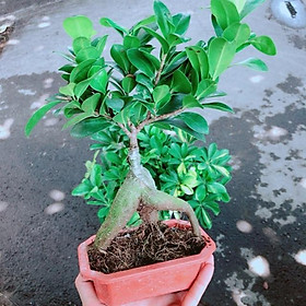 Mua Chậu cây si
