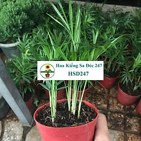 Mua Cây Cau tiểu trâm tặng phân bón cho cây