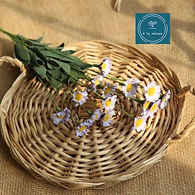 Mua Nhánh cúc tana nhiều bông mộc mạc xinh xắn  hoa trang trí nhà cửa  hoa decor thiết kế