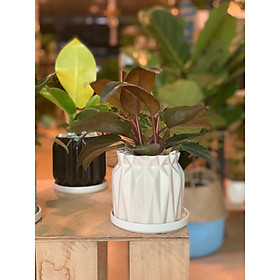 Cây Trầu Bà Đế Vương để bàn