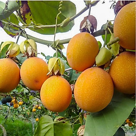 Mua Cây chanh leo vàng  chanh leo vàng siêu ngọt  cây chuẩn giống tốt cam kết chất lượng