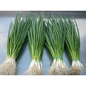 Mua Bộ 1 gói Hạt giống hành hương