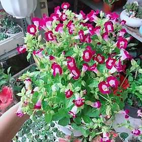 Mua Chậu Hoa Ban Sê Hồng Đậm