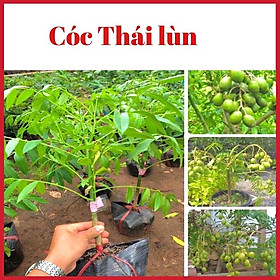 Cây cóc thái bao tử lùn 6 tháng ra quả có thể trồng chậu